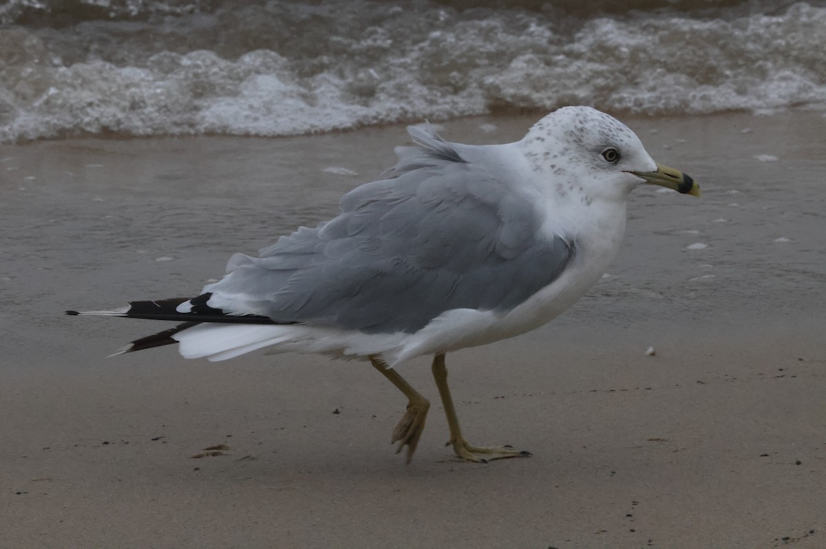 Gaviota de Delaware - ML644588071