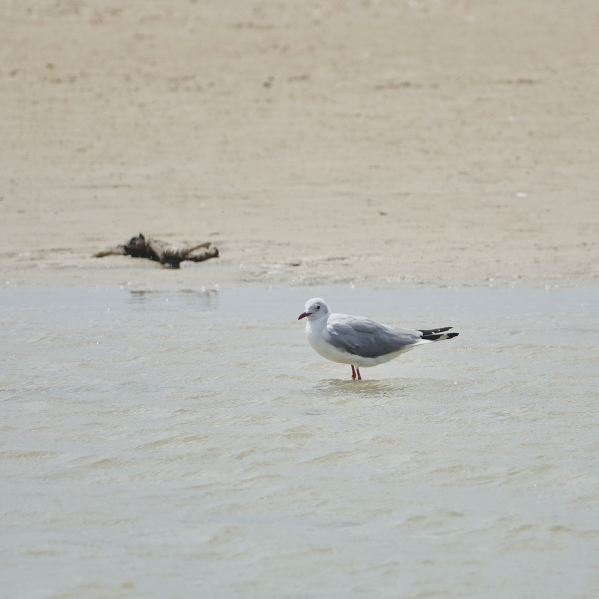 Мартин сіроголовий - ML644588073