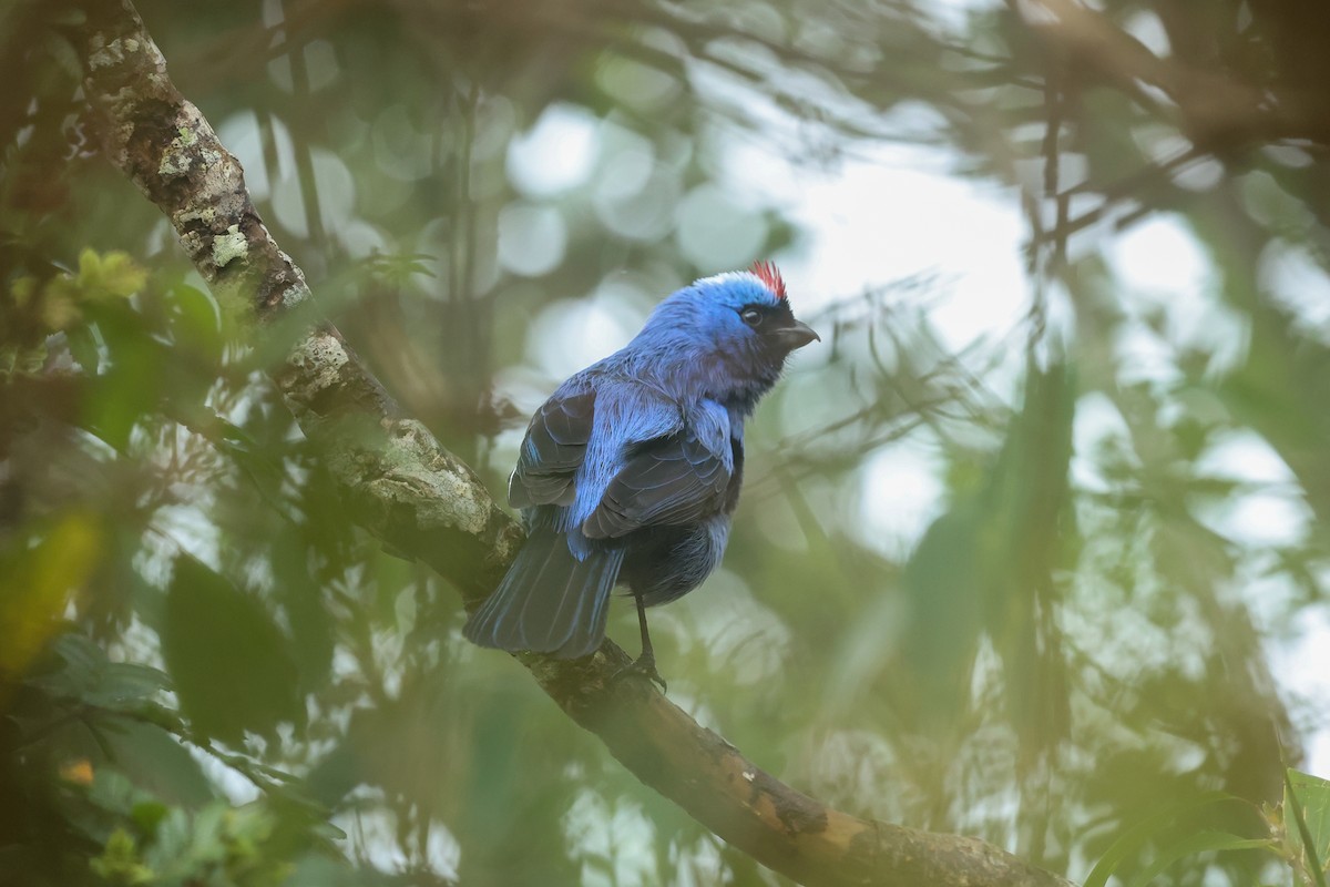 Diademed Tanager - ML644588075