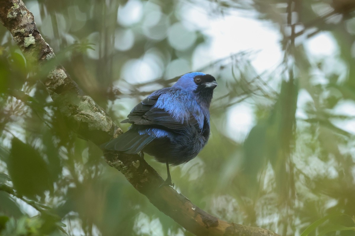 Diademed Tanager - ML644588076