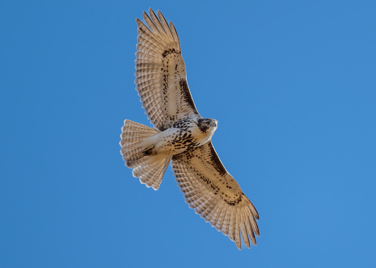 Канюк неоарктичний - ML644588077