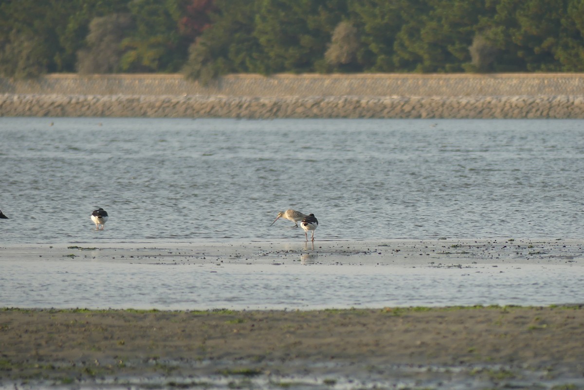 Bar-tailed Godwit - ML644588079