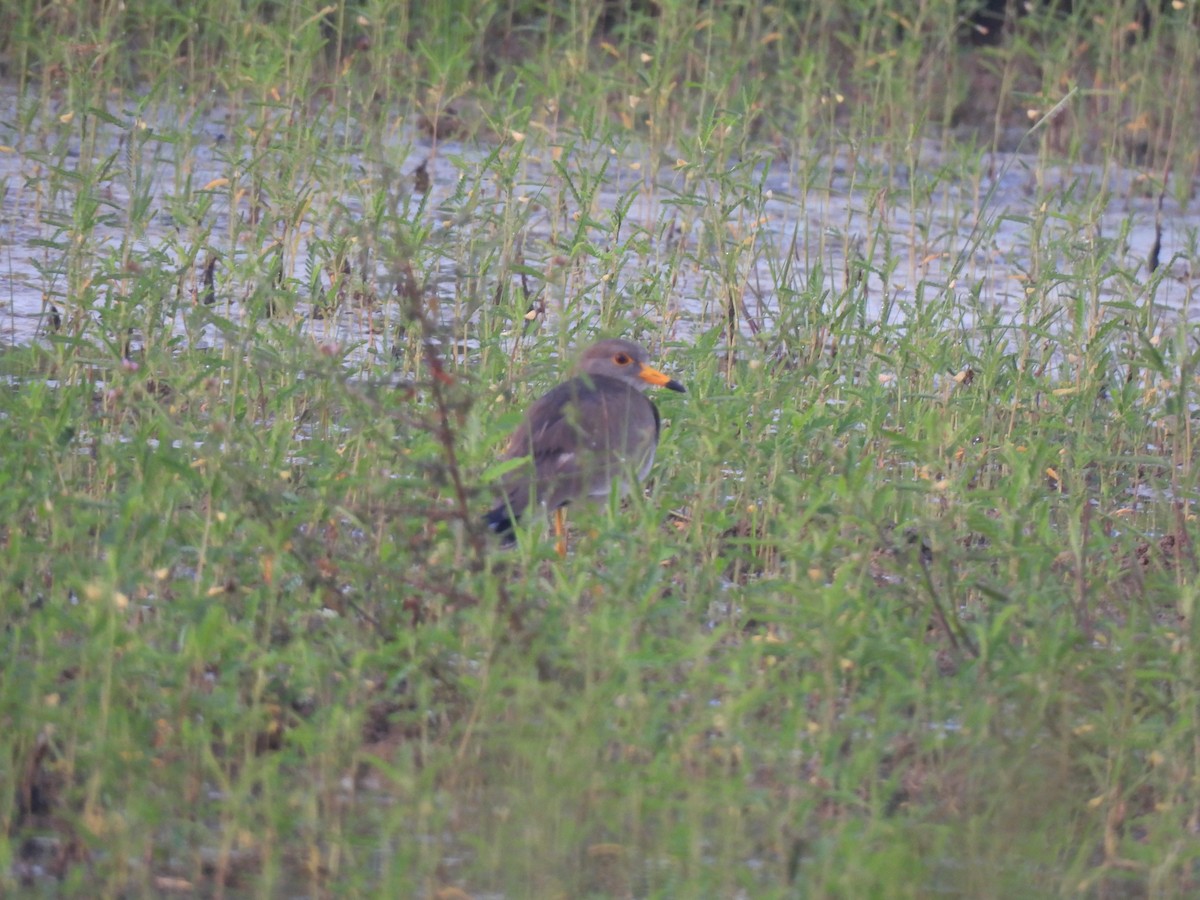 Gray-headed Lapwing - ML644588083