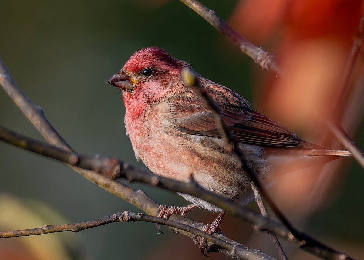 Purple Finch - ML644588085