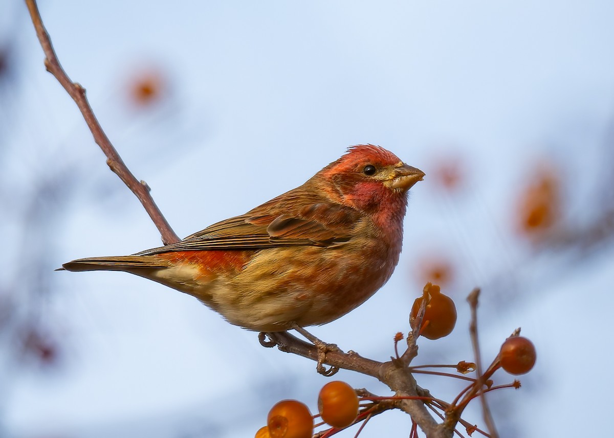 Purple Finch - ML644588086