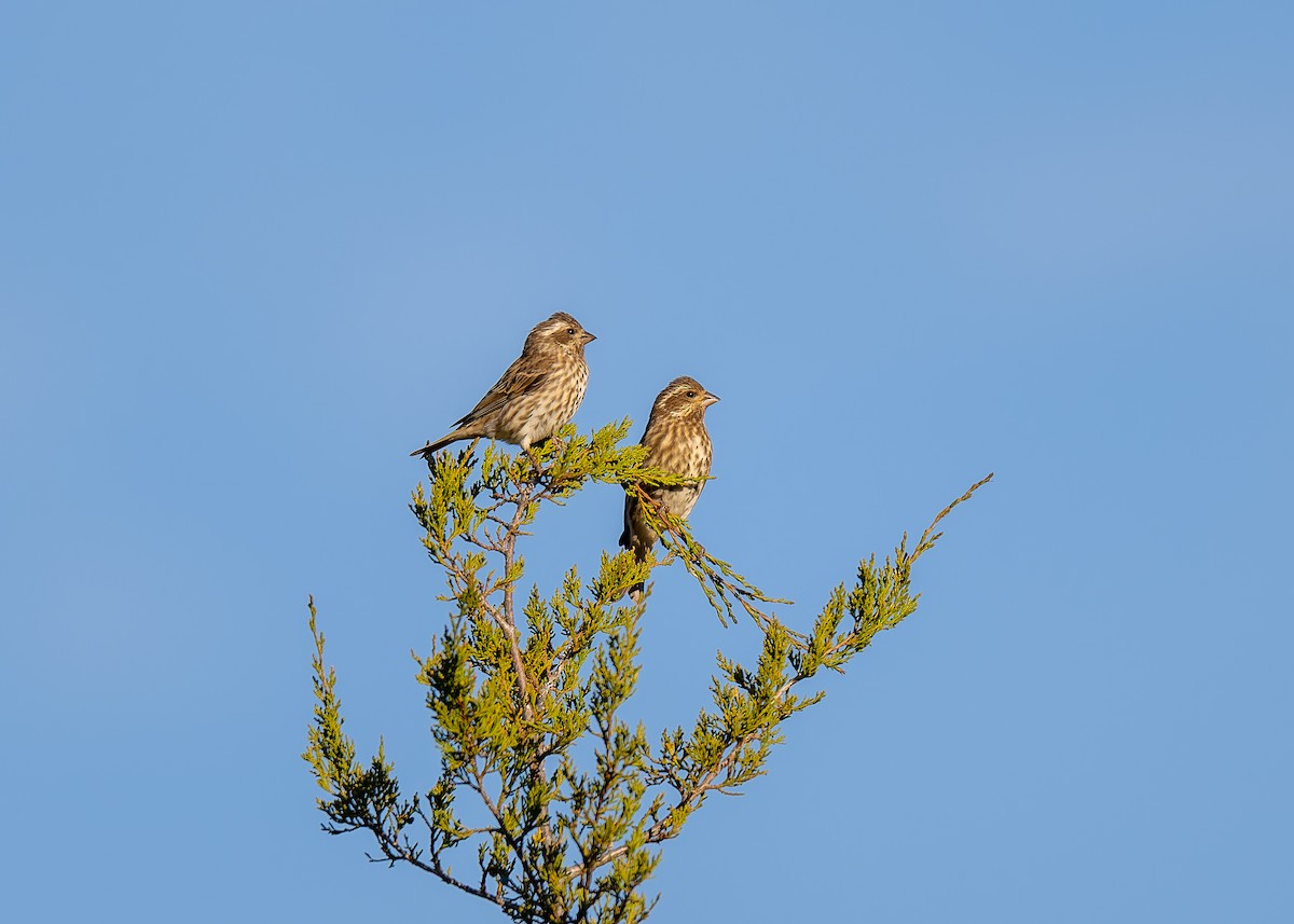 Purple Finch - ML644588087