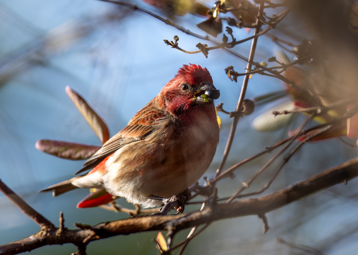 Purple Finch - ML644588088
