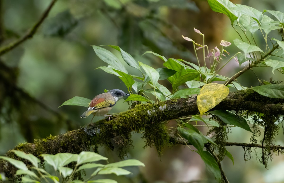 White-browed Shrike-Babbler - ML644588090