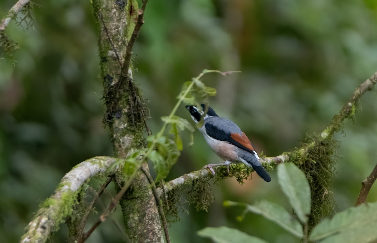 White-browed Shrike-Babbler - ML644588091