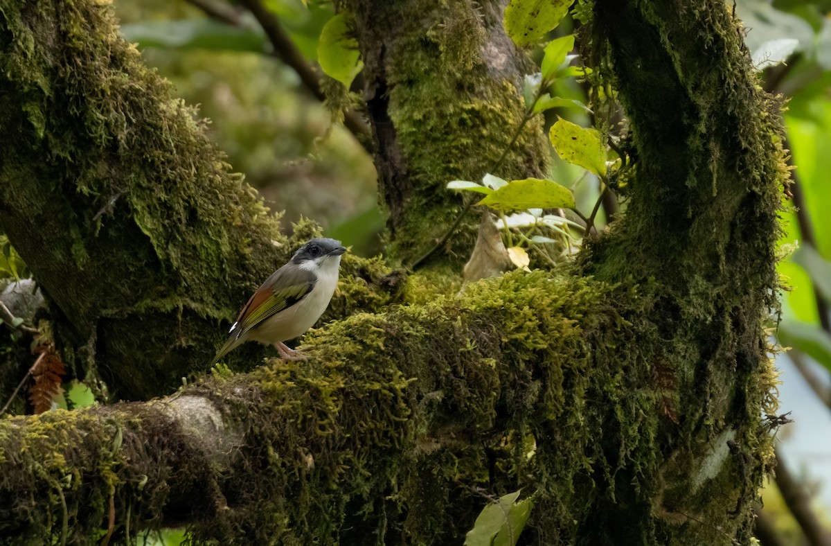 White-browed Shrike-Babbler - ML644588092