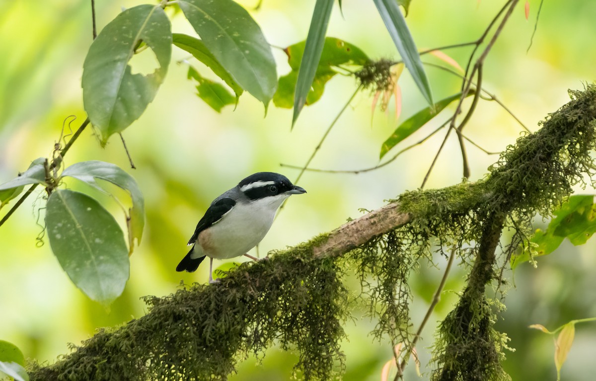 White-browed Shrike-Babbler - ML644588093