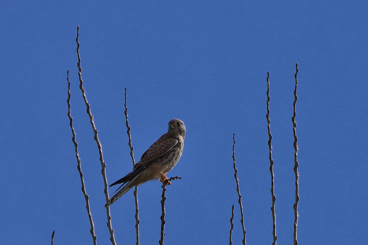 Пустельга - ML644588096