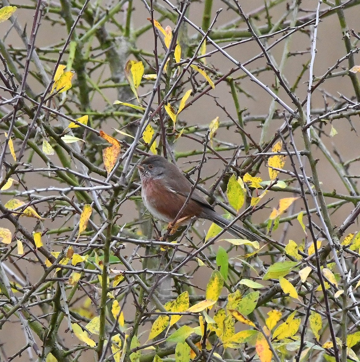 Etze-txinboa - ML644588101