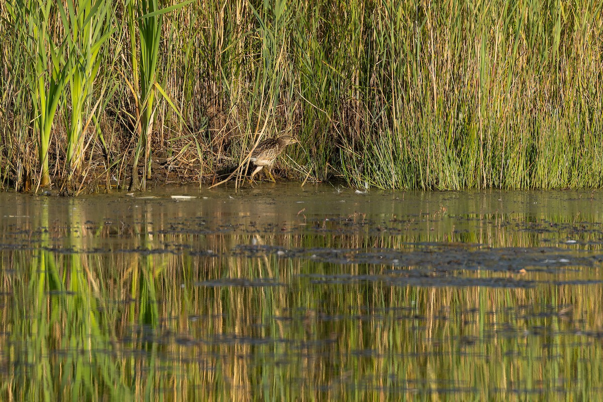 Amiltxori txiki eurasiarra - ML644588105