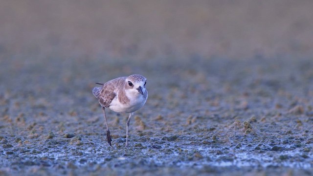 tibetlo - ML644588107