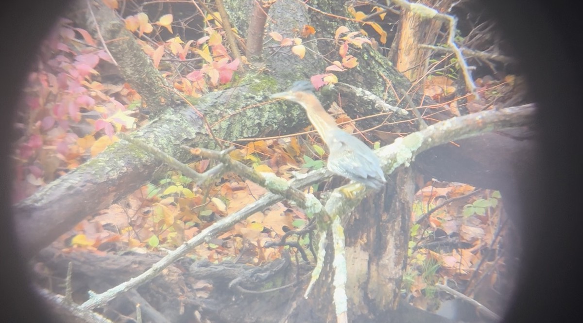 volavka zelenavá - ML644588112