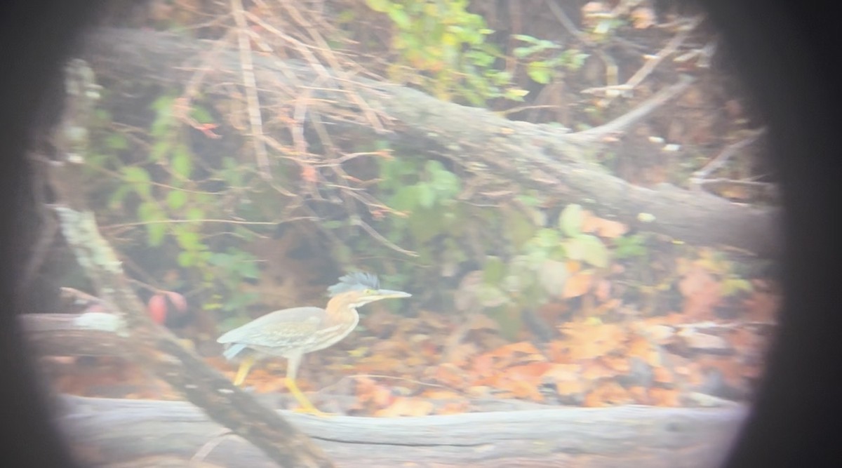 volavka zelenavá - ML644588113