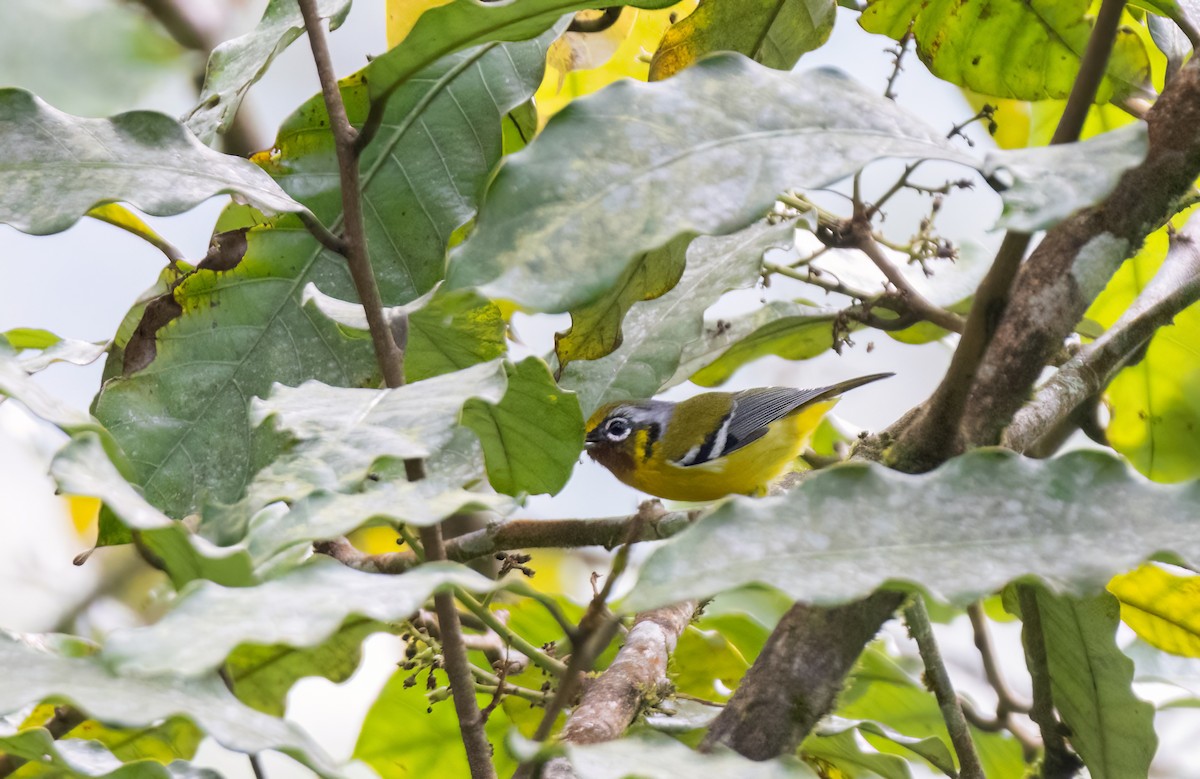 Black-eared Shrike-Babbler - ML644588115