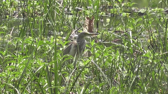 Crabier de Gray - ML644588125