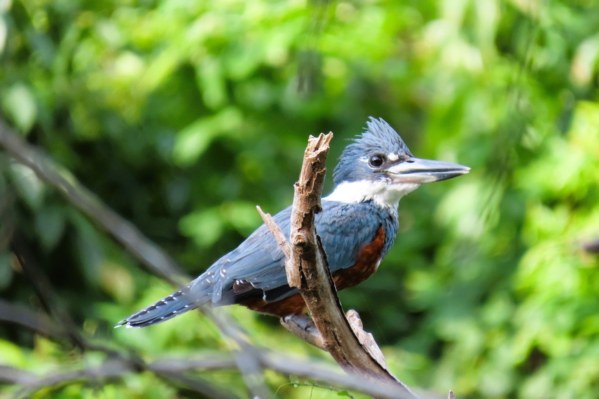 Martín Gigante Neotropical - ML644588126