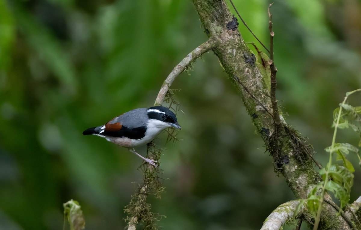 White-browed Shrike-Babbler - ML644588127