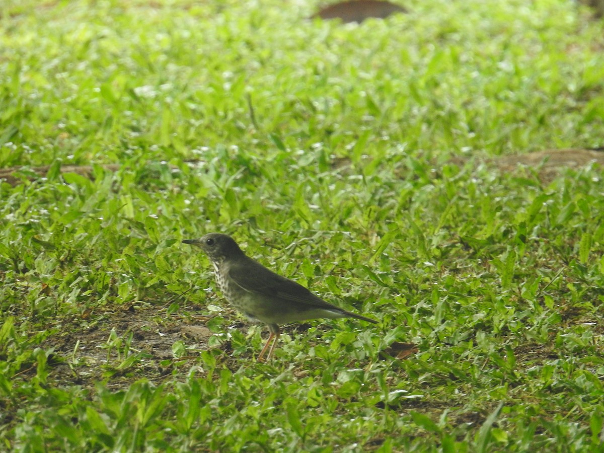 gråkinnskogtrost - ML644588134