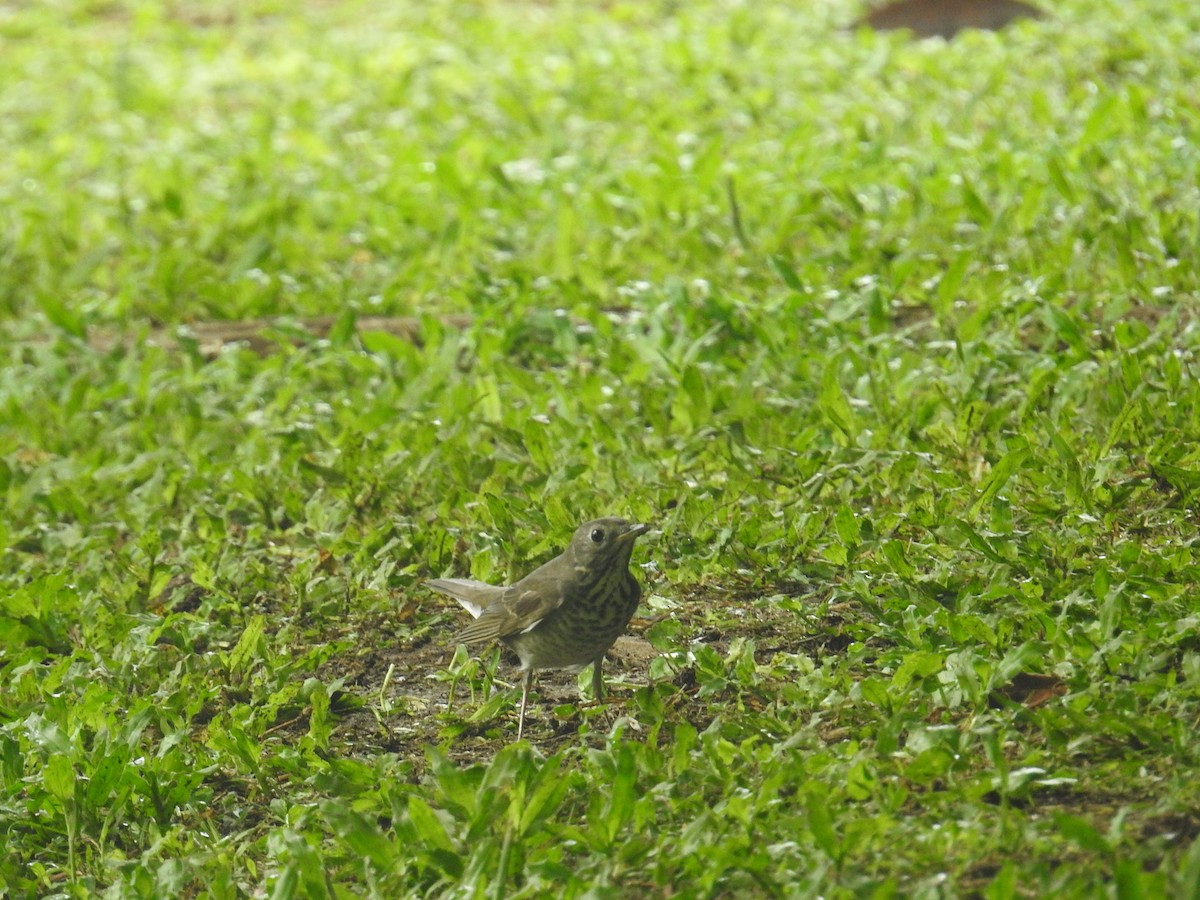 gråkinnskogtrost - ML644588135