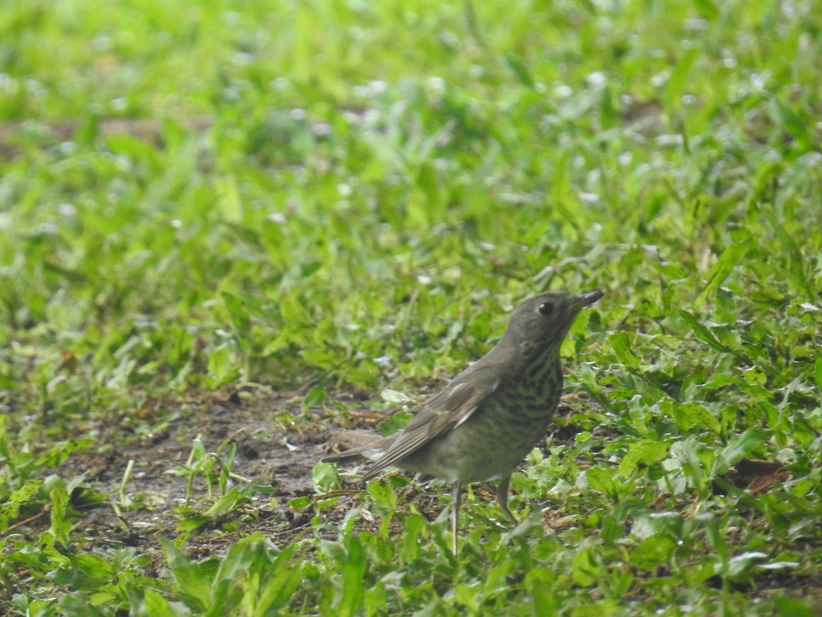 gråkinnskogtrost - ML644588136