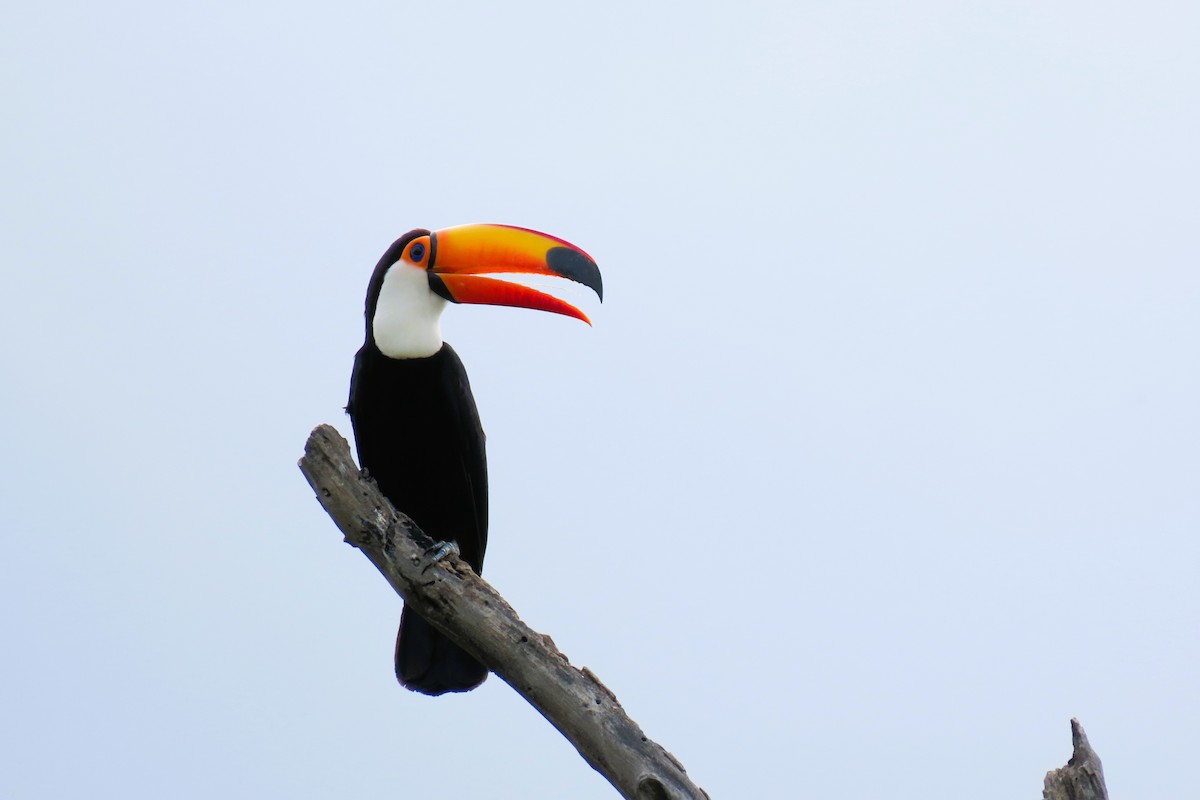 Toco Toucan - ML644588140