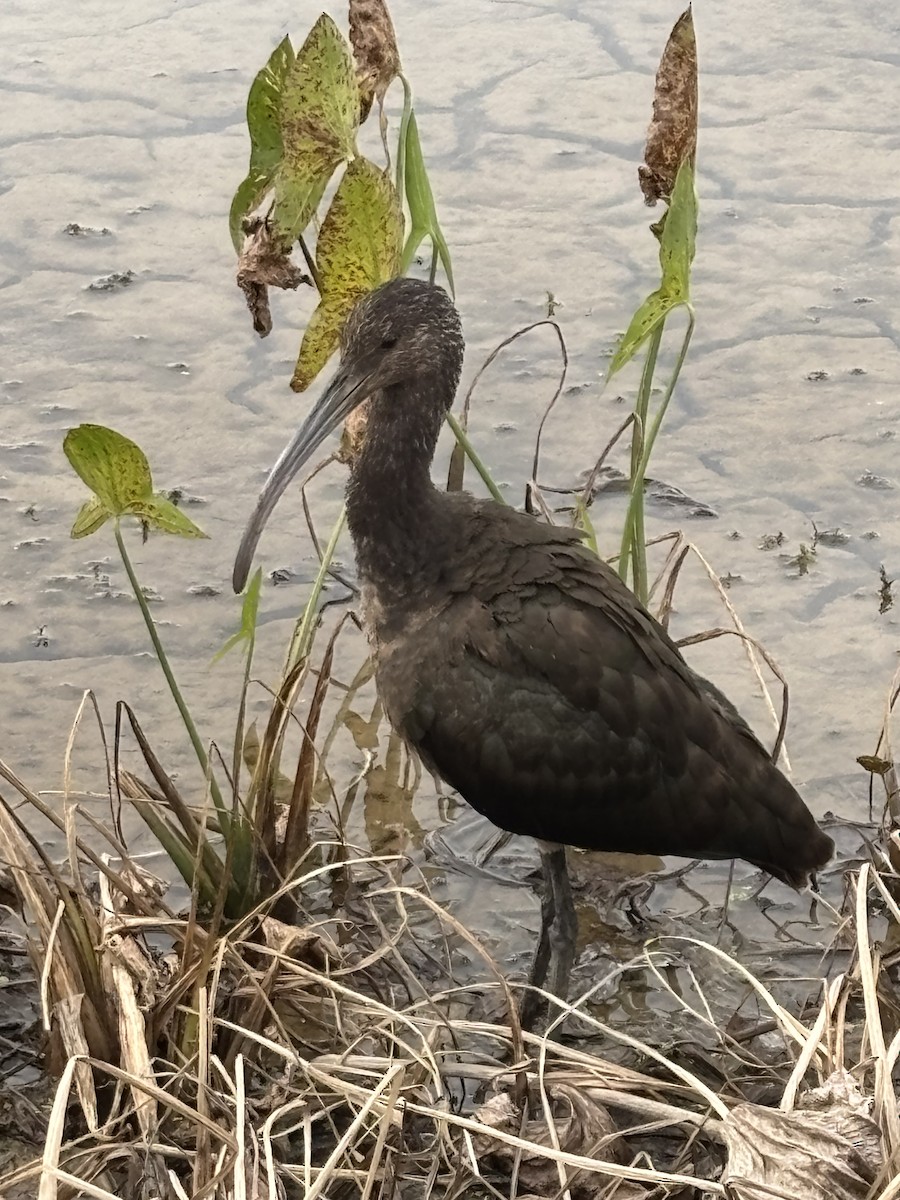 Çeltikçi/Ak Yüzlü Çeltikçi - ML644588141