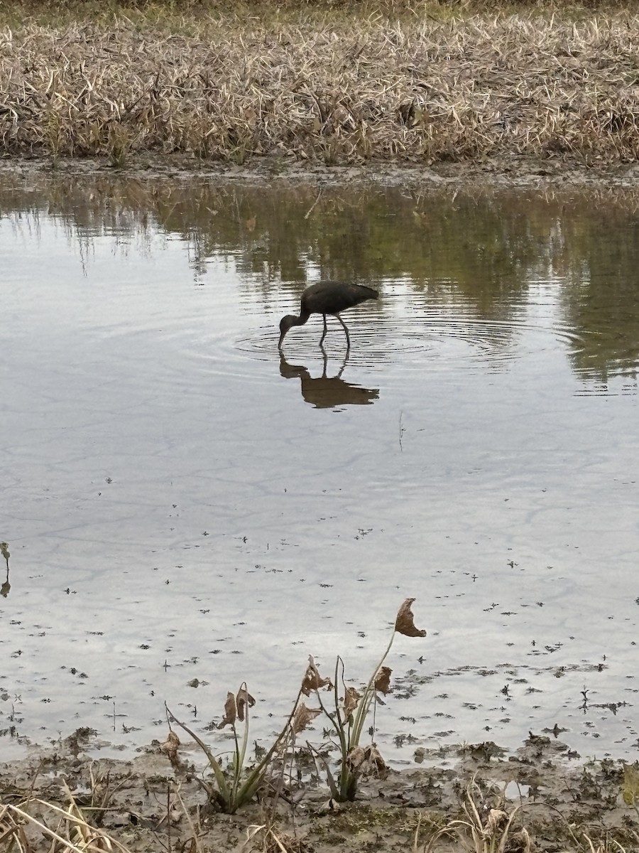 Çeltikçi/Ak Yüzlü Çeltikçi - ML644588142