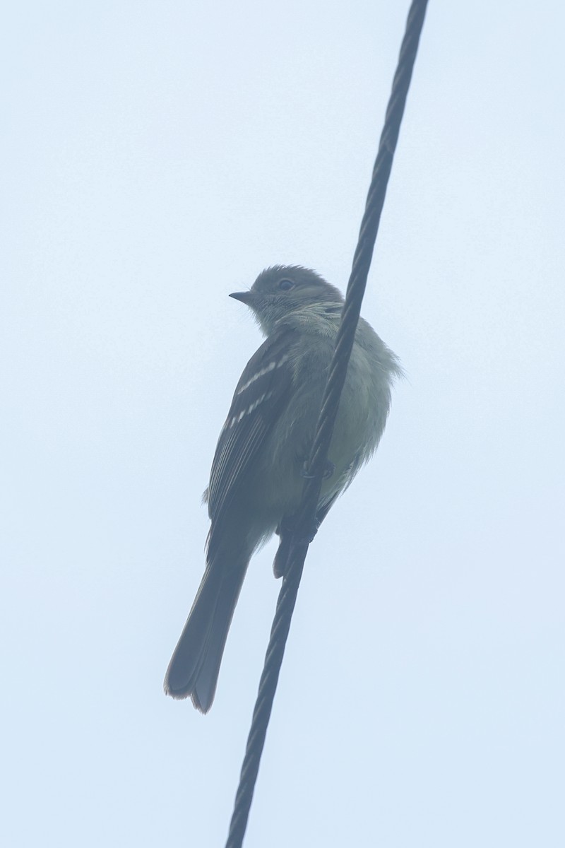 Small-headed Elaenia - ML644588147