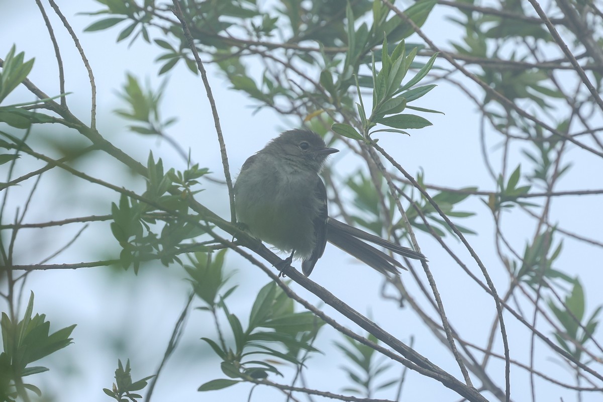 Small-headed Elaenia - ML644588149