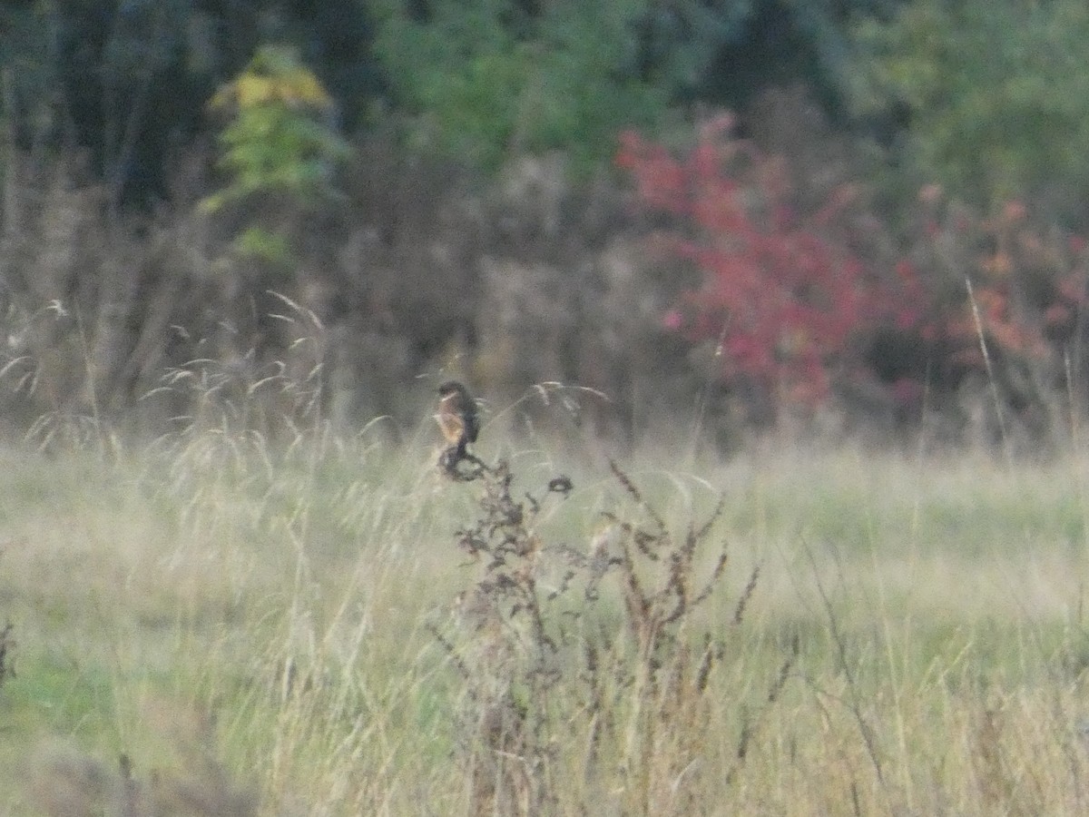 European Stonechat - ML644588154