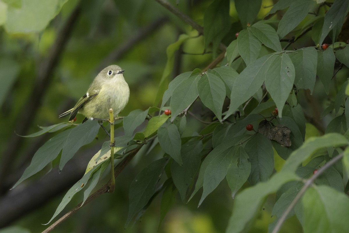 Ruby-crowned Kinglet - ML644588160