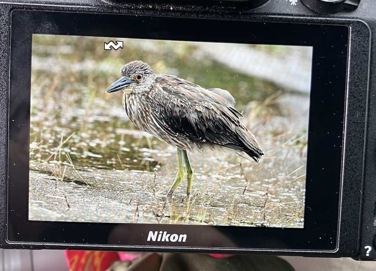 אנפת לילה צהובת-כיפה - ML644588168