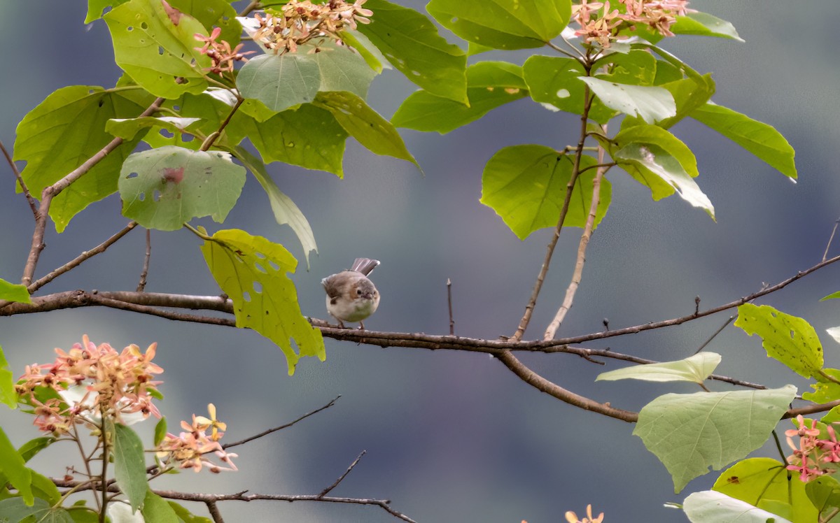 Striated Yuhina - ML644588175