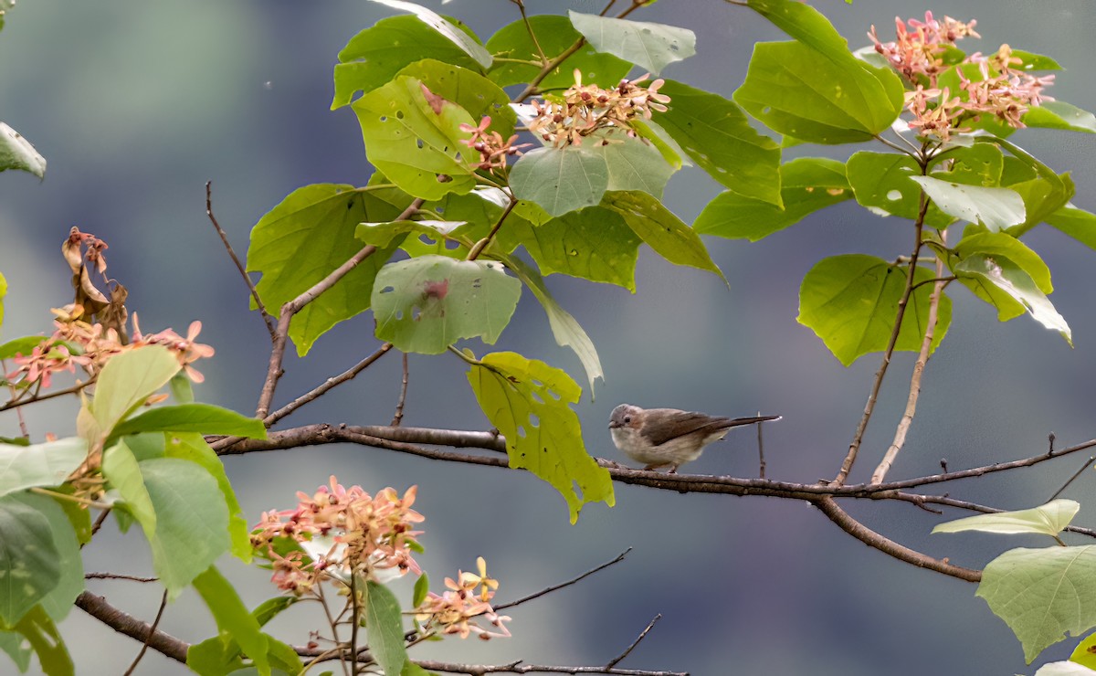 Striated Yuhina - ML644588176