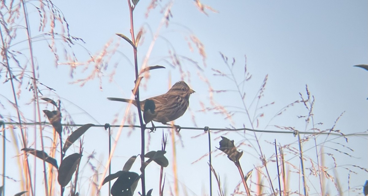 Ötücü Serçe - ML644588182