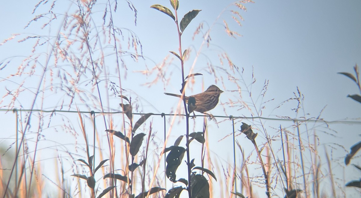 Ötücü Serçe - ML644588183