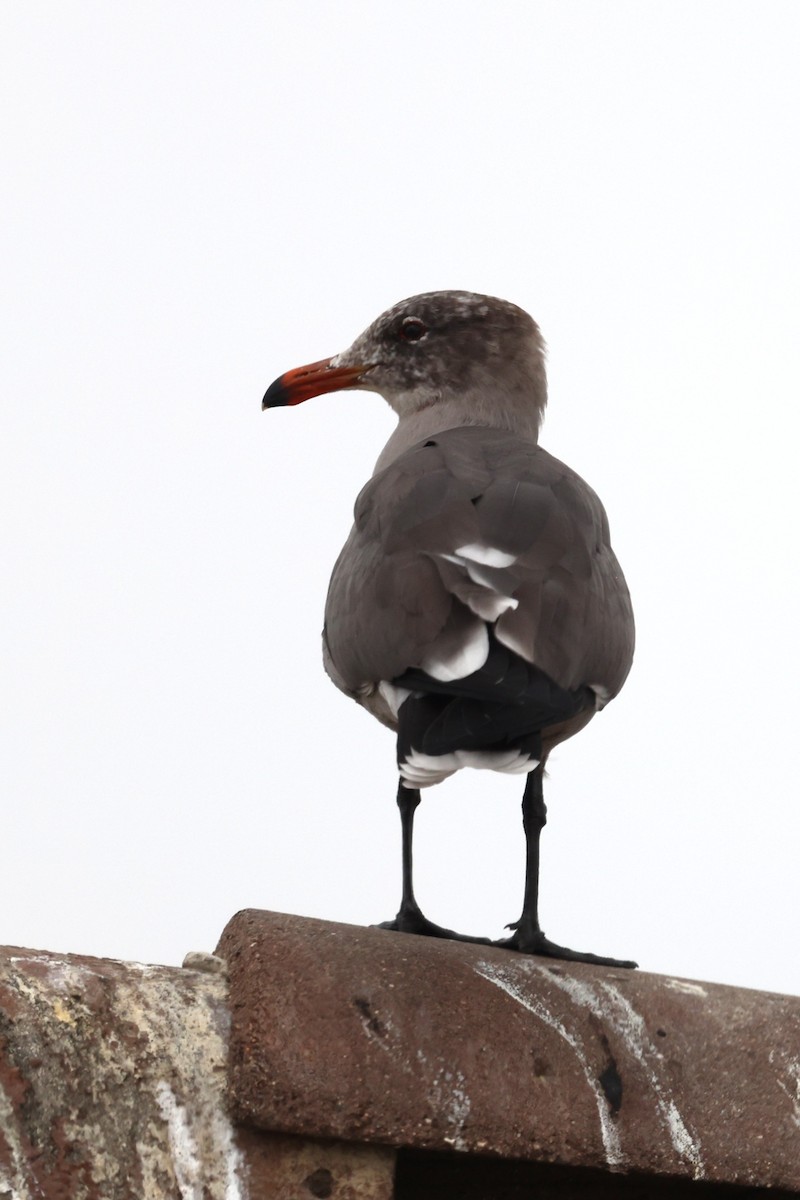 Heermann's Gull - ML644588193