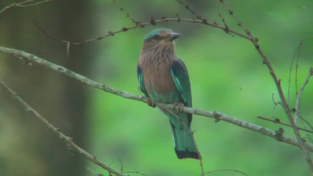 Rollier indien - ML644588207