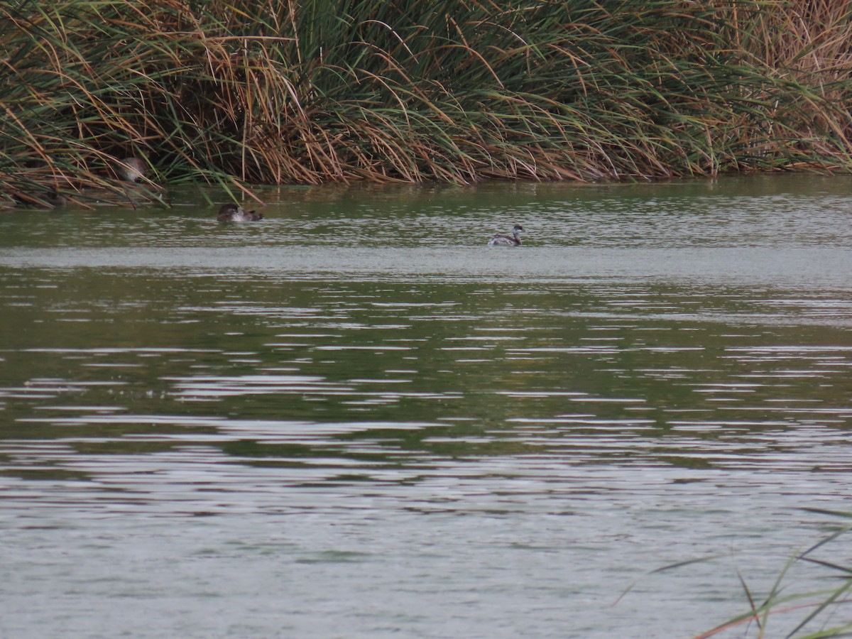 potápka černokrká - ML644588213