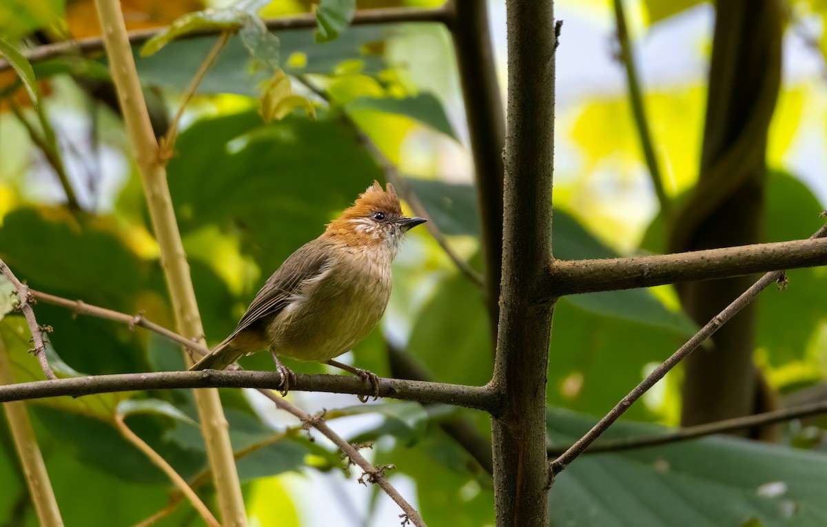 White-naped Yuhina - ML644588221