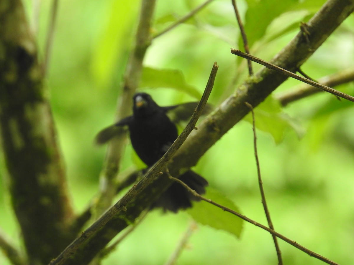 Meksika Çivit Kocabaşı - ML644588223