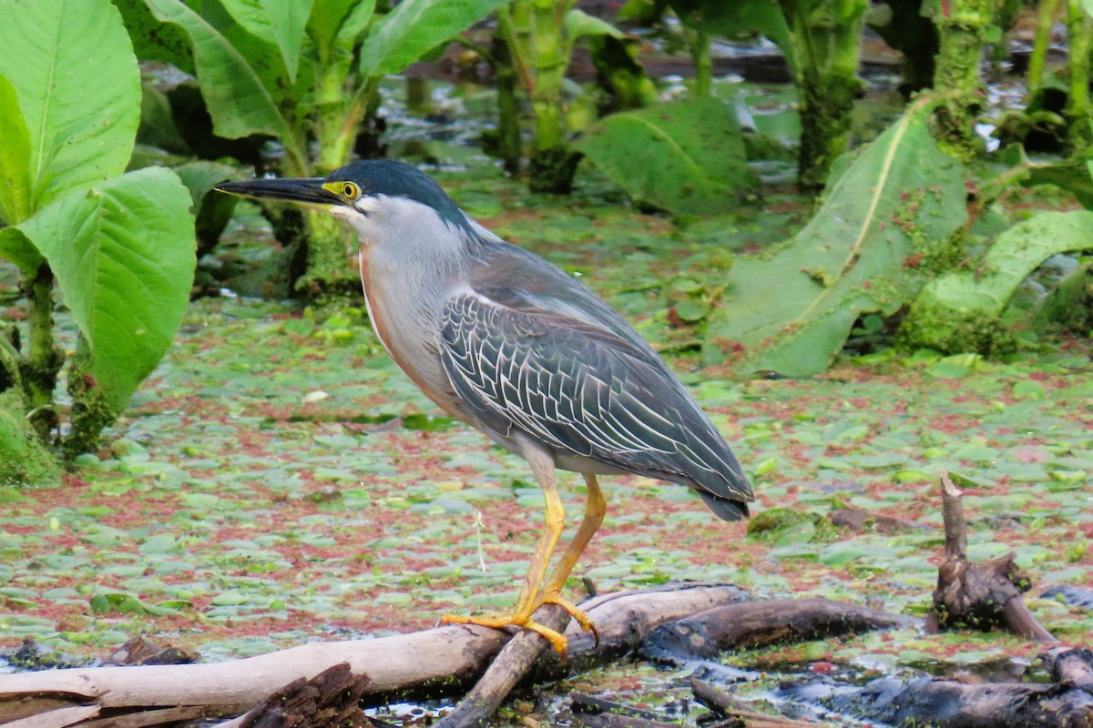 Striated Heron - ML644588226