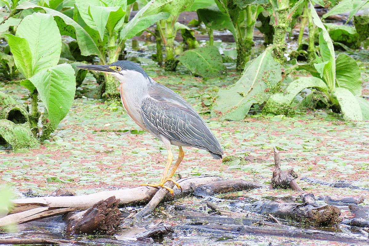 Striated Heron - ML644588227