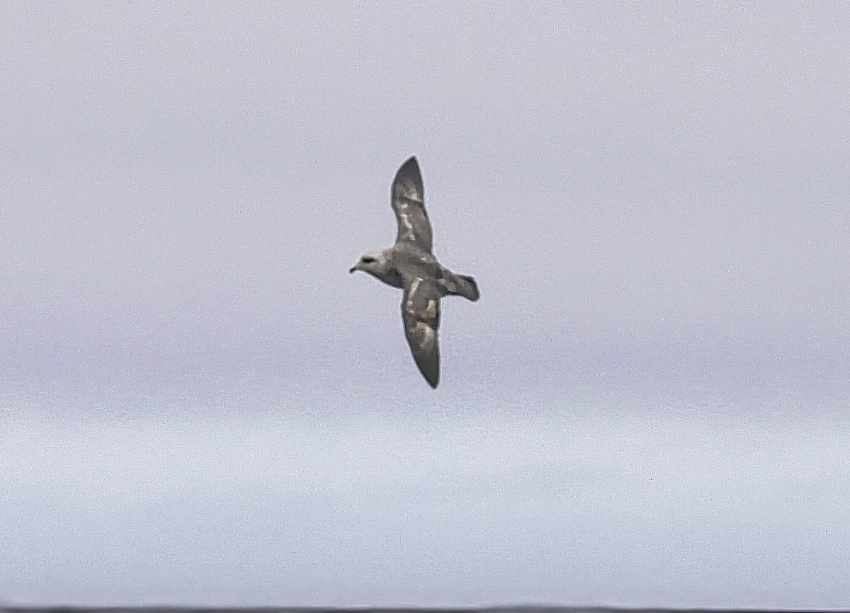 buřňák lední - ML644588228