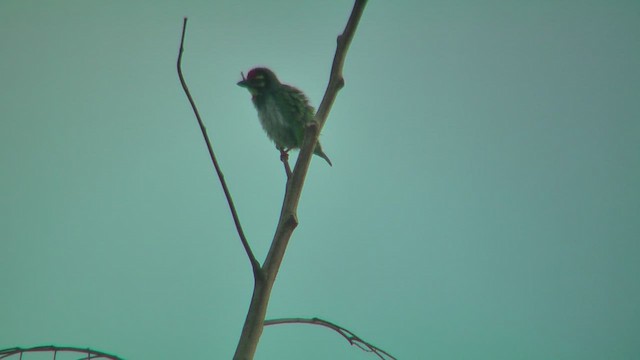 Barbu à plastron rouge - ML644588229