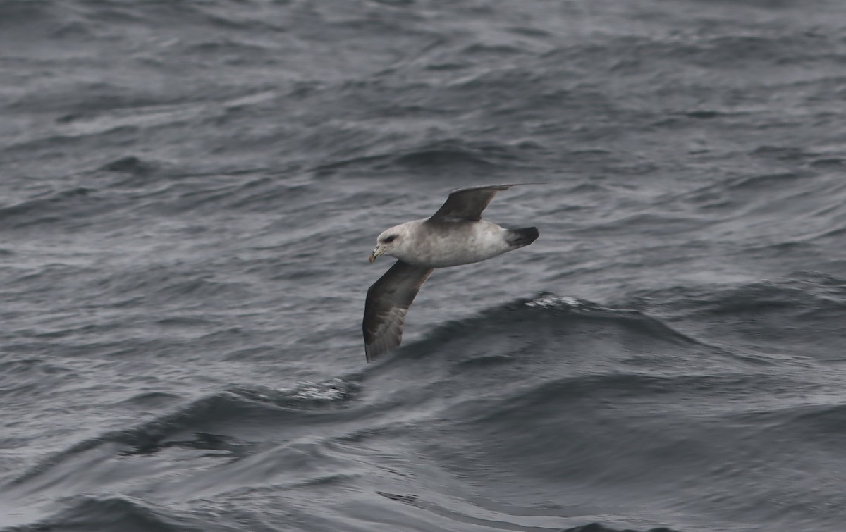 buřňák lední - ML644588230